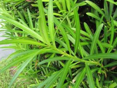 Buddhist pine Podocarpus macrophyllus