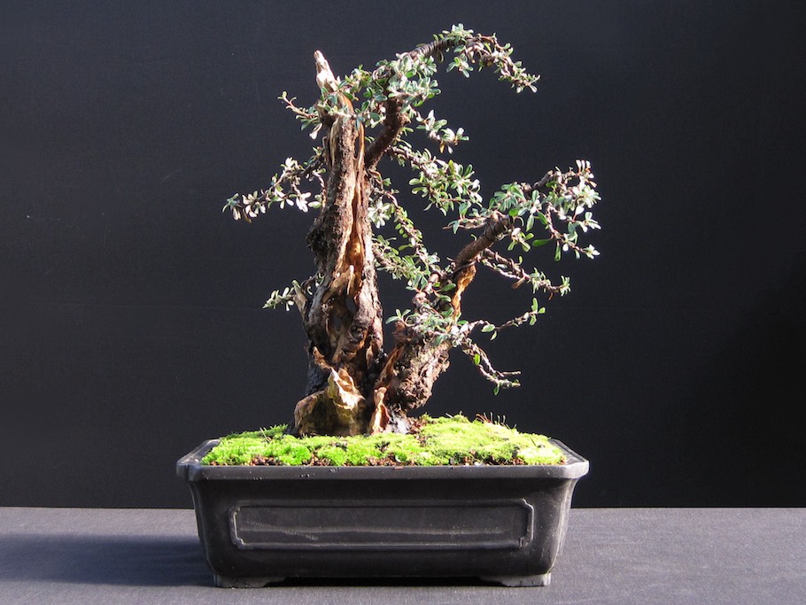 Cotoneaster Bonsai by Harry Harrington