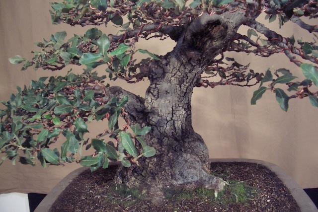 Quercus ilex