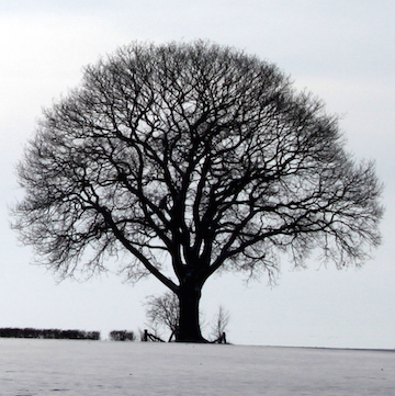 Tree in winter