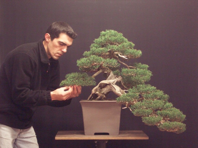 Bonsai by Stefano Frisoni