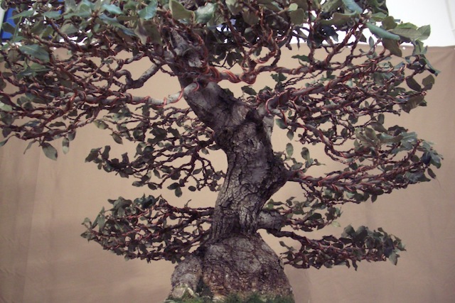 Quercus ilex