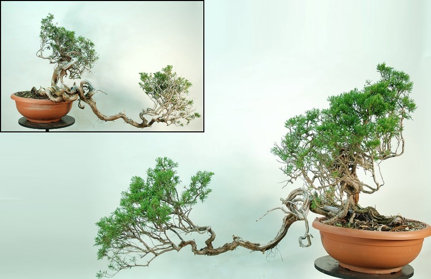 Before the evolution of the Bonsai