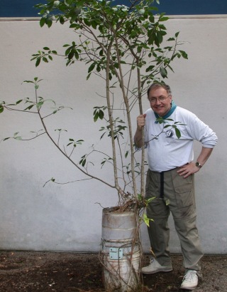 Ficus in a bucket