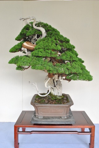 Foliage pads on the bonsai