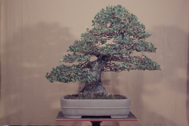 Quercus ilex