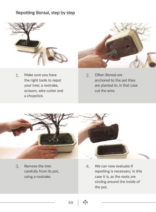 Repotting step-by-step