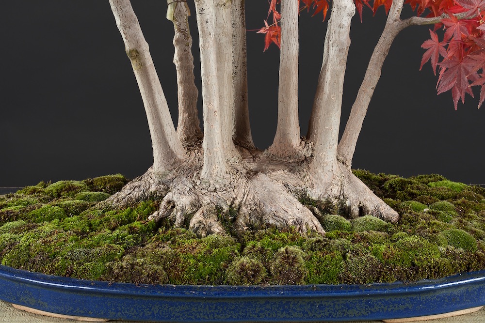 Bonsai Moss