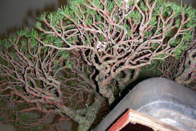 Pinus bonsai