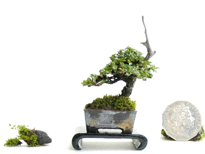 Premna Microphylla mini Bonsai