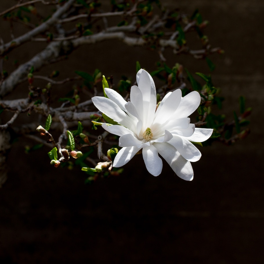 Bonsai in spring