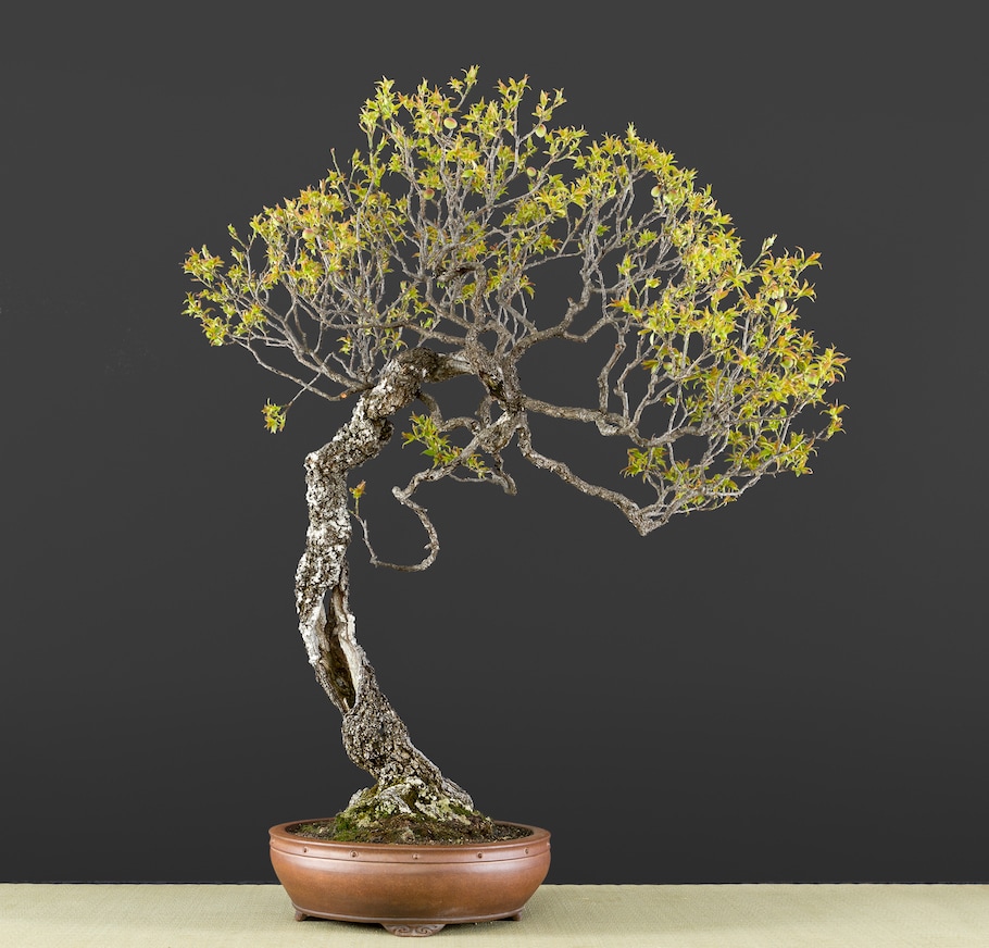 Bonsai in spring