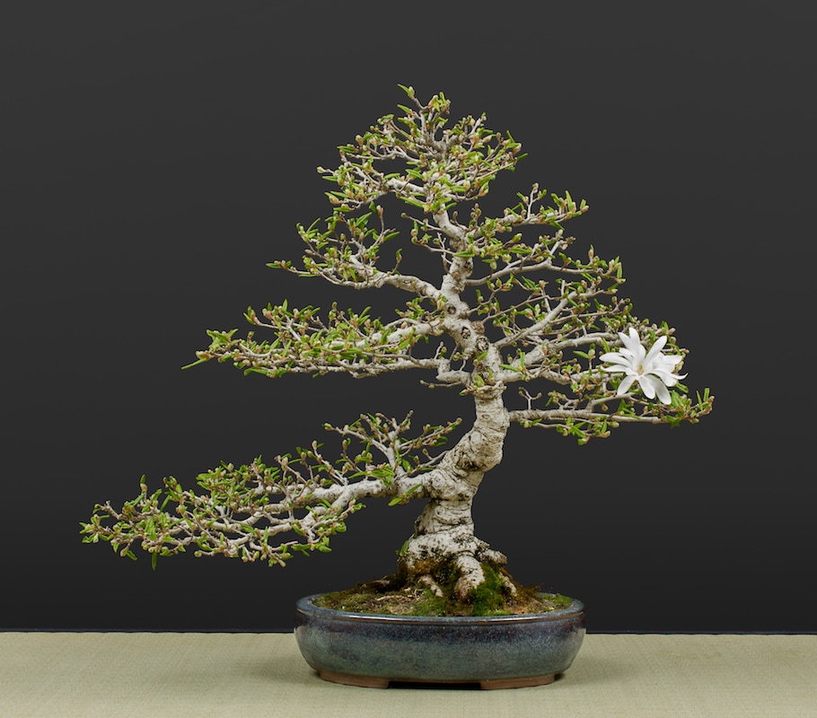 Bonsai in spring