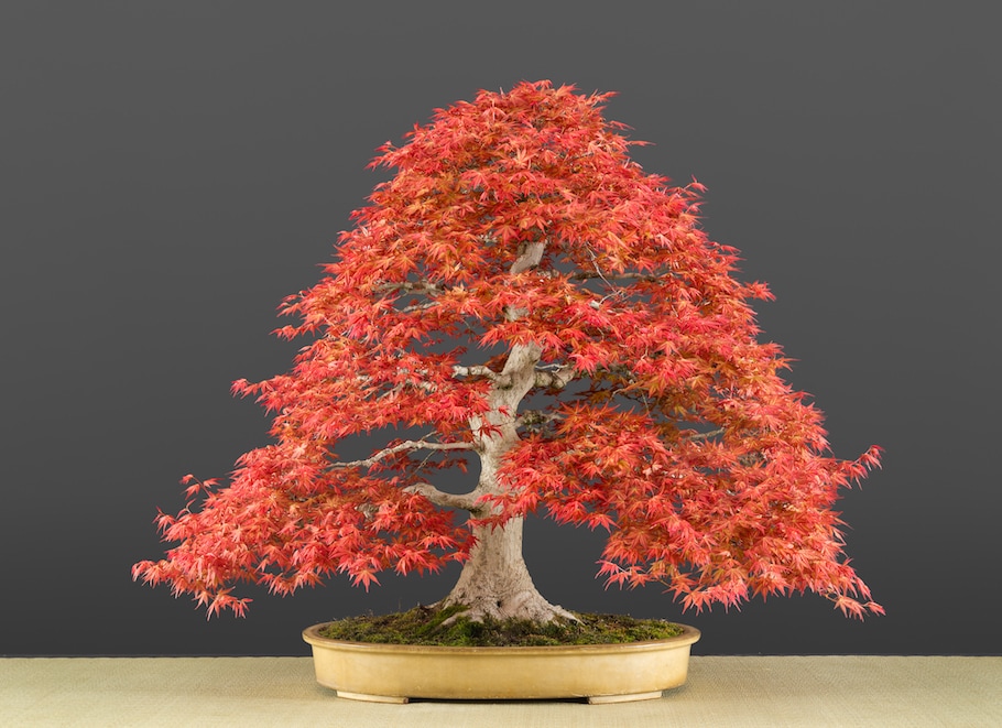 Bonsai in spring