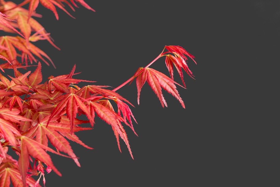 Bonsai in spring