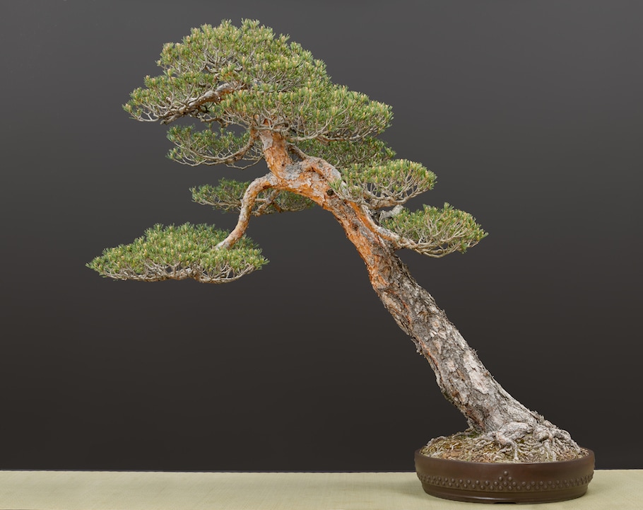 Bonsai in spring