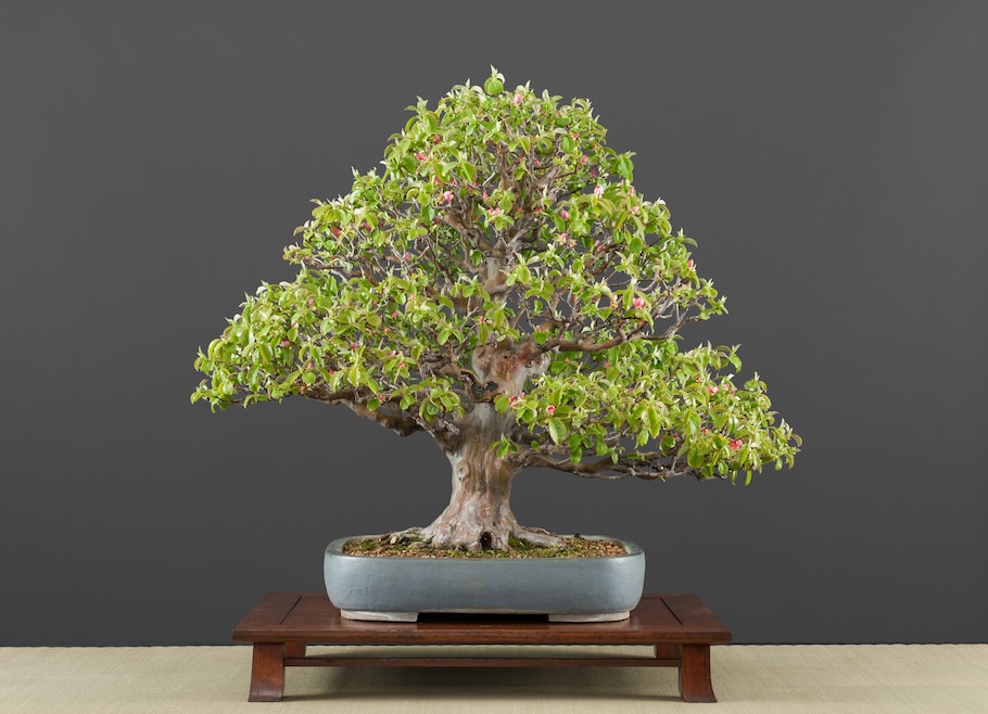 Bonsai in spring