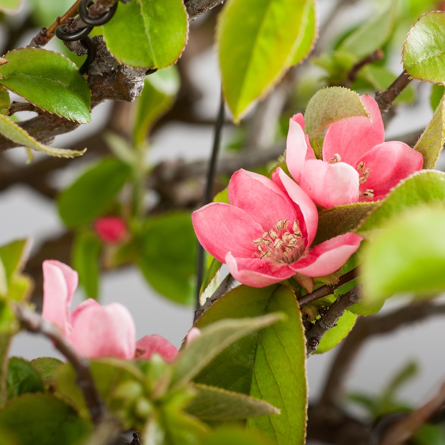 Bonsai in spring