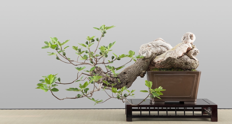 Bonsai in spring