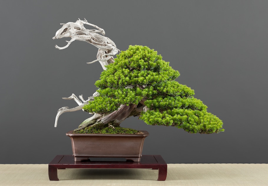 Bonsai in spring