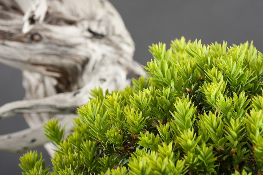 Bonsai in spring