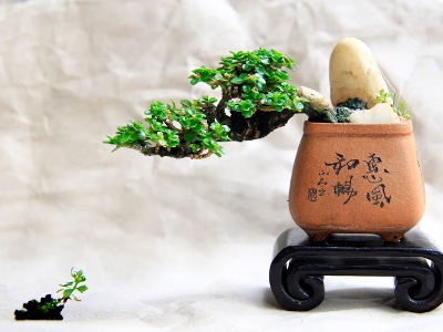 mame bonsai robert steven