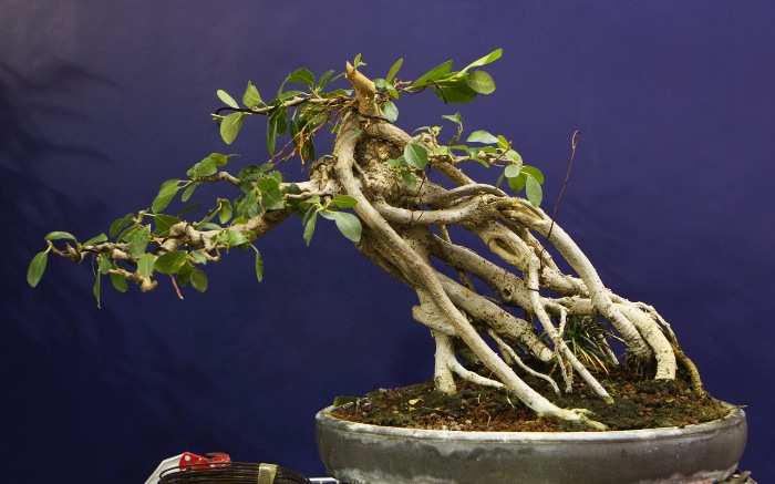 Ficus Bonsai