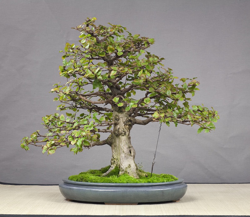 Bonsai in the pot