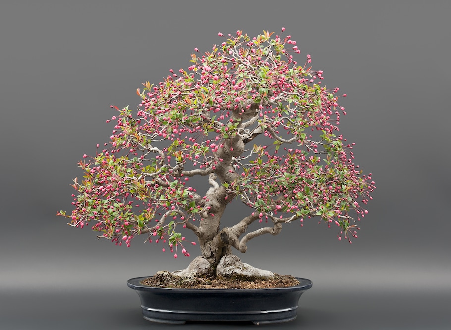 Bonsai in spring