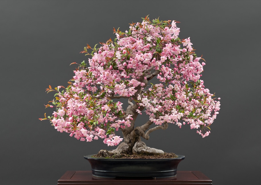 Bonsai in spring