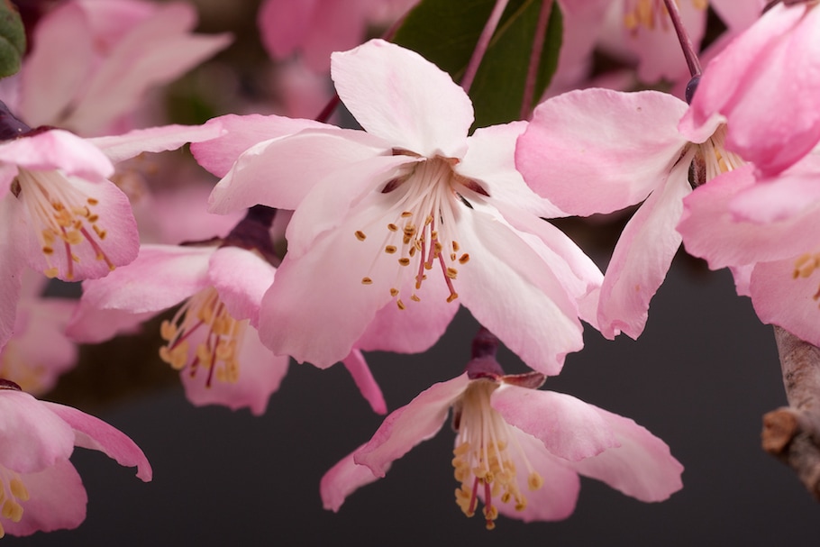 Bonsai in spring