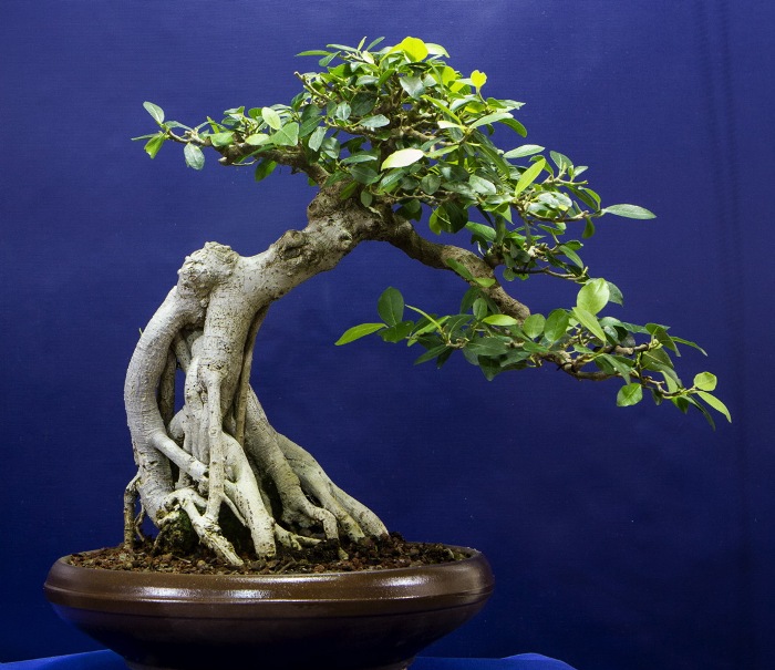 Ficus bonsai tree