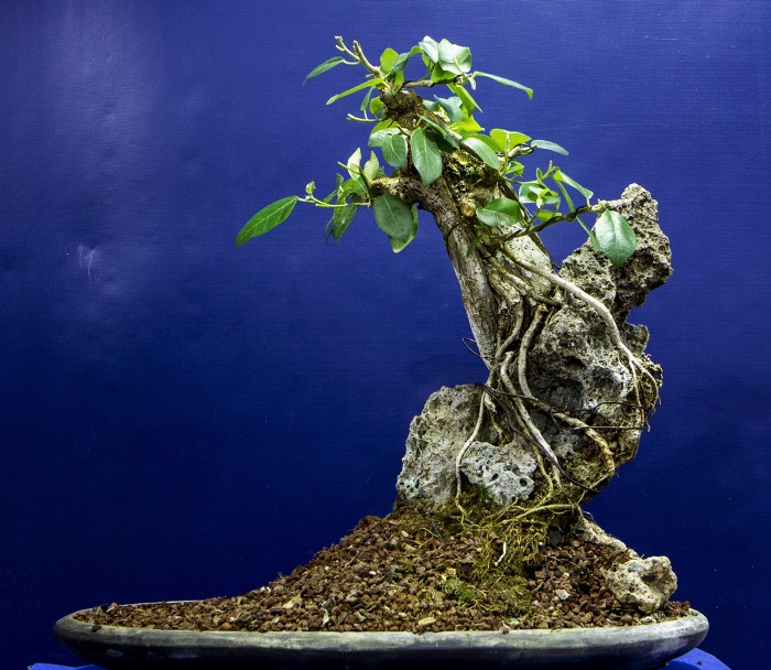 Ficus bonsai on rock