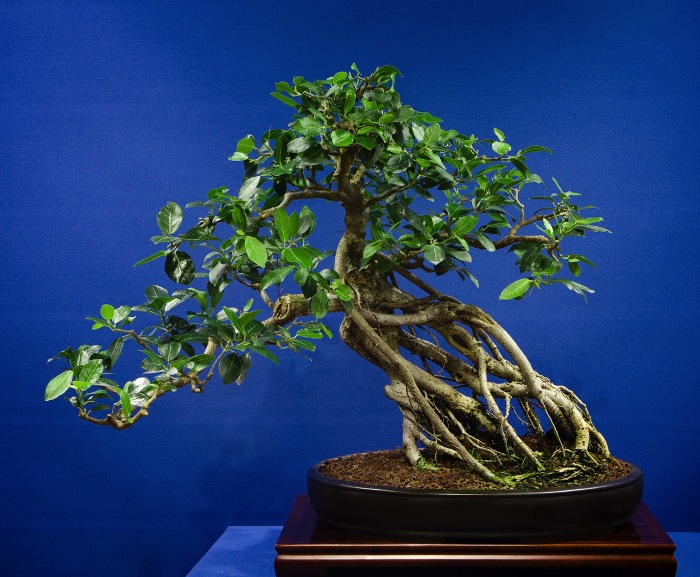 Aerial roots on ficus bonsai