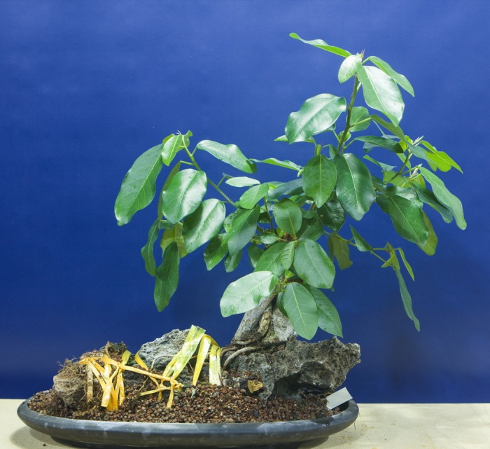 Ficus on rock