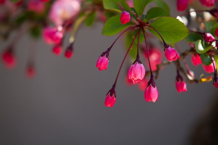 Bonsai in spring