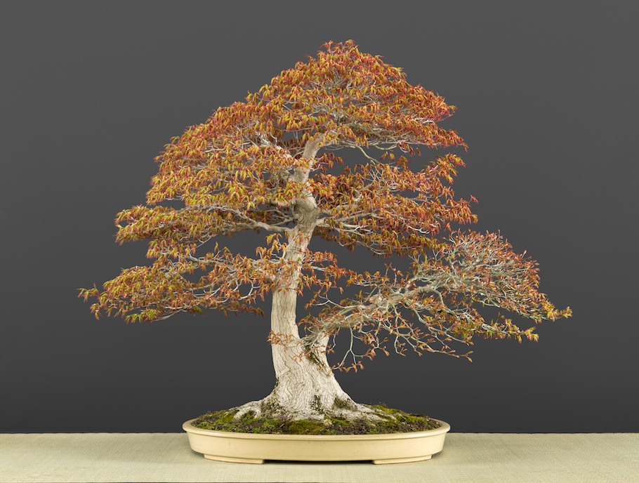 Bonsai in spring