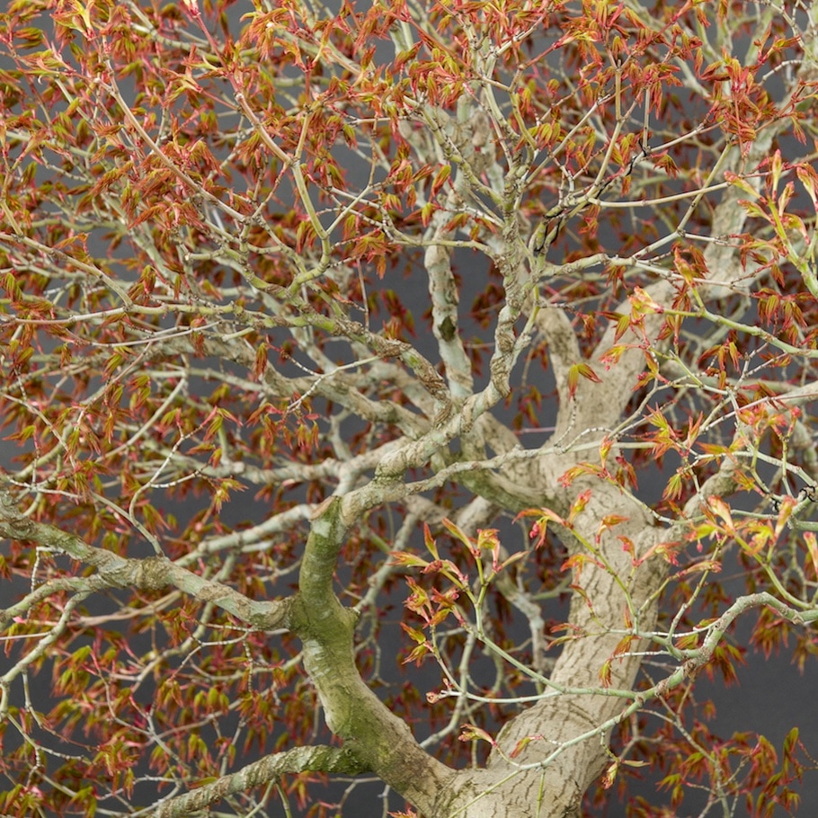 Bonsai in spring