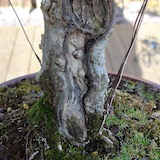 Not long after I bought this tree I carved a shari down the trunk, covered the edges with cut paste and left it alone. After two years the edges had callused over nicely.