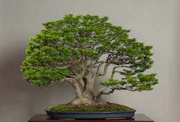 Shishigashira (Japanese Maple), in April, photo by the Omiya Bonsai Art Museum