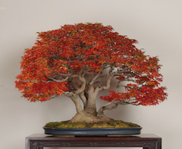 Shishigashira (Japanese Maple), in November, photo by the Omiya Bonsai Art Museum