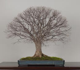 Keyaki (Japanese Zelkova), photo by the Omiya Bonsai Art Museum