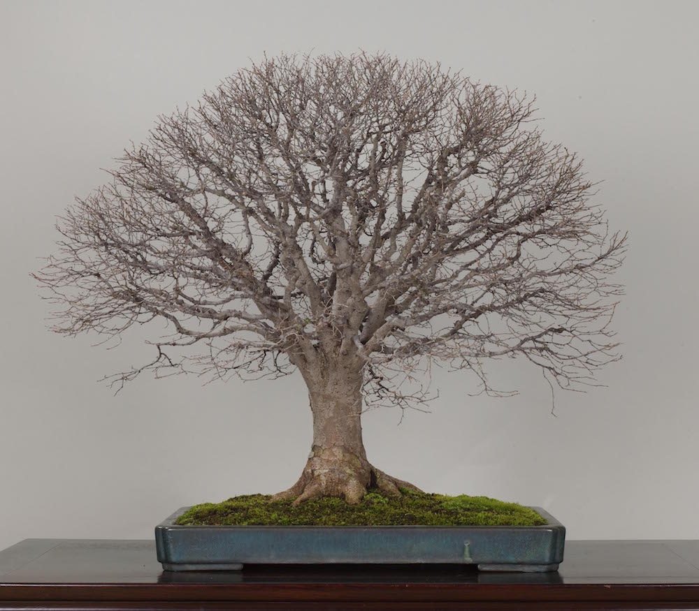 Japanese Zelkova Bonsai