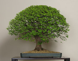 Keyaki (Japanese Zelkova), photo by the Omiya Bonsai Art Museum