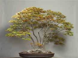 Yamamomiji (Japanese Maple), photo by the Omiya Bonsai Art Museum