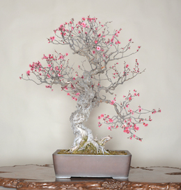 Hibai (Japanese Apricot), photo by the Omiya Bonsai Art Museum