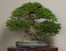 Iwashide (Korean Hornbeam), photo by the Omiya Bonsai Art Museum