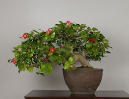 Yamatsubaki (Japanese Camellia), photo by the Omiya Bonsai Art Museum