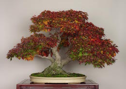 Yamamomiji (Japanese Maple), photo by the Omiya Bonsai Art Museum