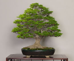 Shishigashira (Japanese Maple), photo by the Omiya Bonsai Art Museum